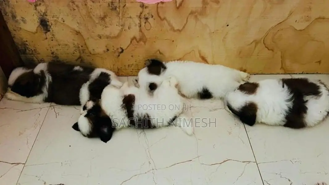 Shih Tzu Puppies