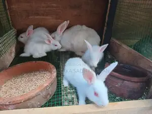 හා පැටවුන්