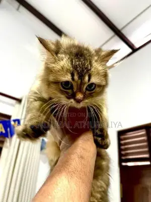 British Long Hair Kitten