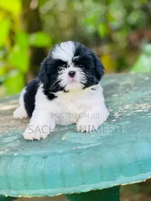 Shih Tzu Puppies