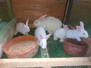 හා පැටවුන්