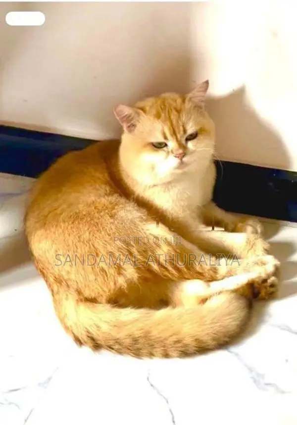 British Long Hair Kitten
