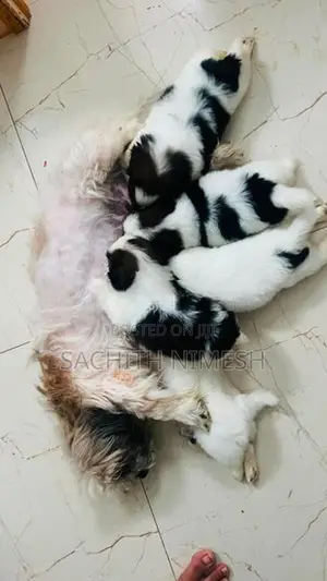 Shih Tzu Puppies