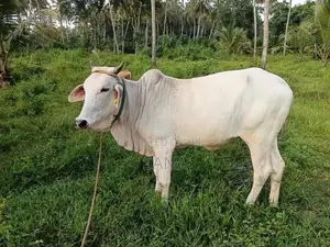 Hariyana Cow