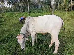 Hariyana Cow