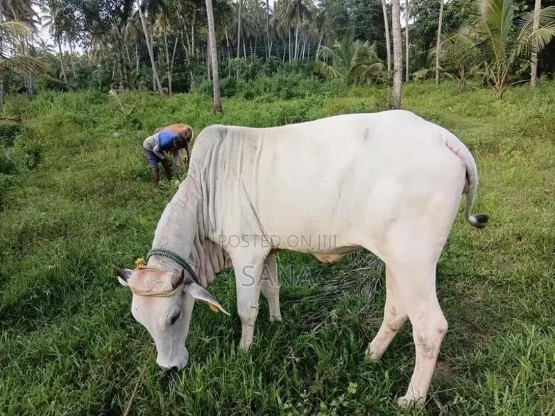Hariyana Cow