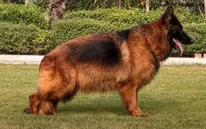 Imported German Shepherd Female Adult Dog Available