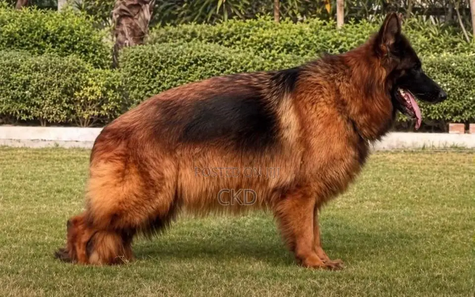 Imported German Shepherd Female Adult Dog Available