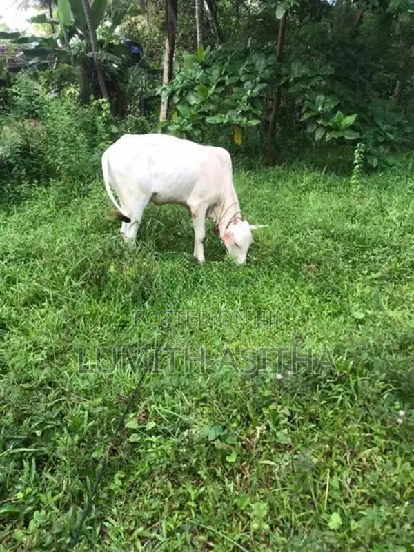 female cow