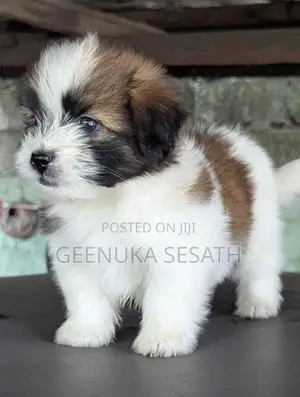 Shih Tzu Puppies