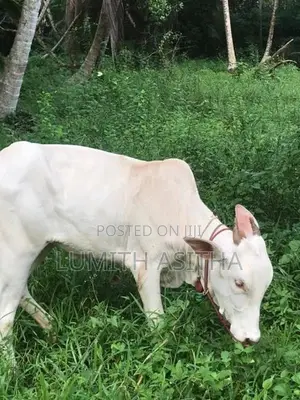 female cow