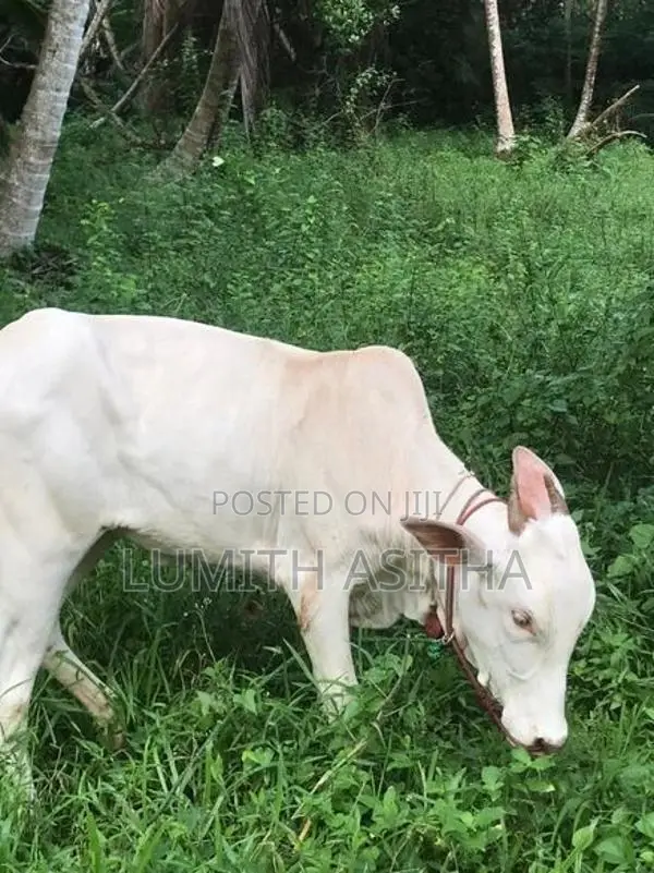 female cow