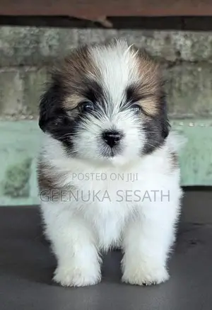 Shih Tzu Puppies