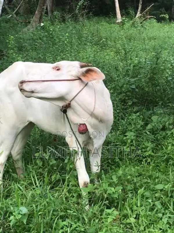 female cow