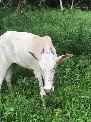 female cow