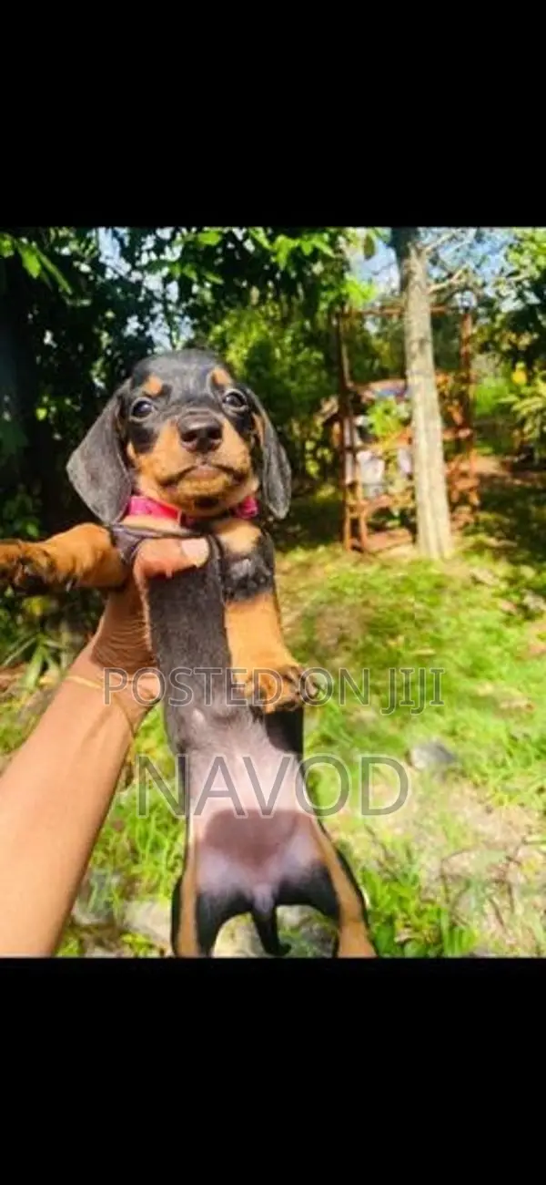 Dachshund puppies