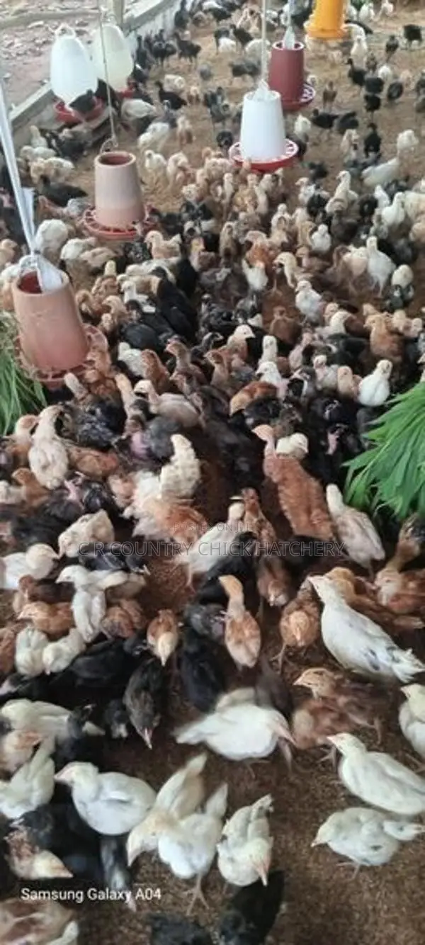 கழுத்து வெட்டி குஞ்சு