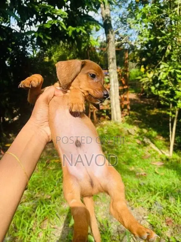 Dachshund puppies