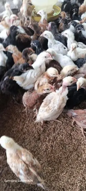 கழுத்து வெட்டி குஞ்சு