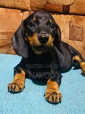 Dachshund puppies