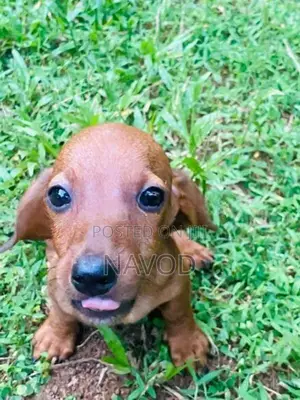 Dachshund puppies