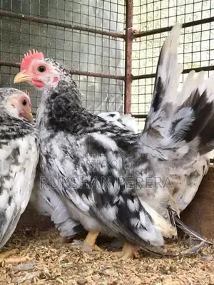 Japanese Bantam