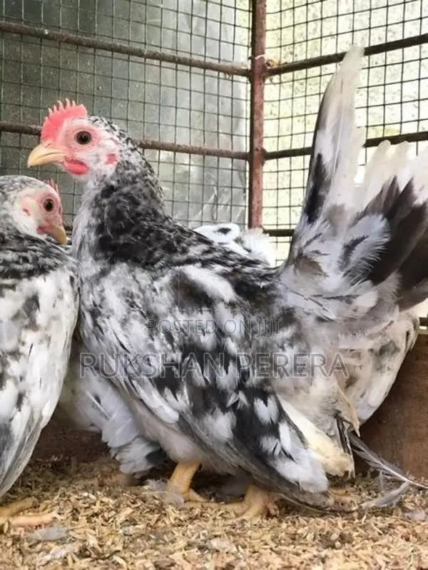 Japanese Bantam