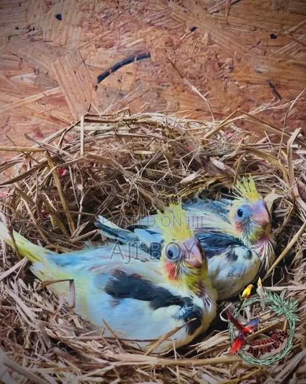 Cocktail Hand Feeding Size Chicks