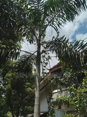 Foxtail tree for sale 15 feet