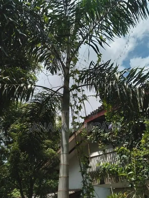 Foxtail tree for sale 15 feet
