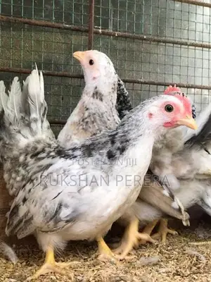 Japanese Bantam