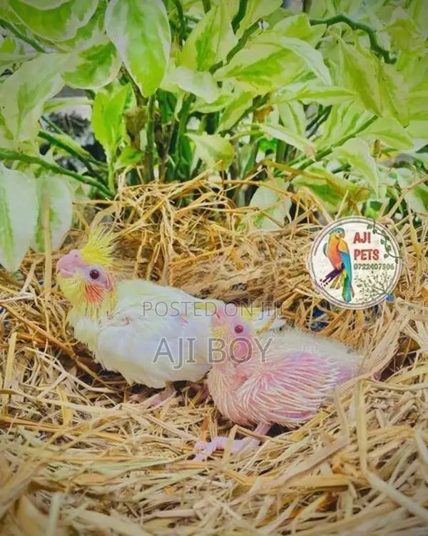 Cocktail Hand Feeding Size Chicks