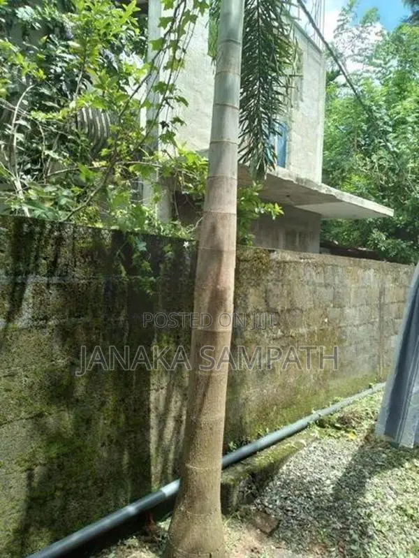 Foxtail tree for sale 15 feet