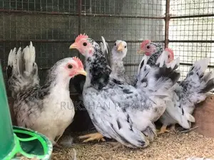 Japanese Bantam
