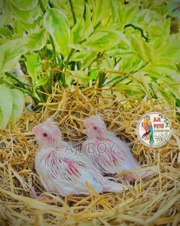Cocktail Hand Feeding Size Chicks