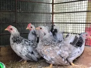 Japanese Bantam