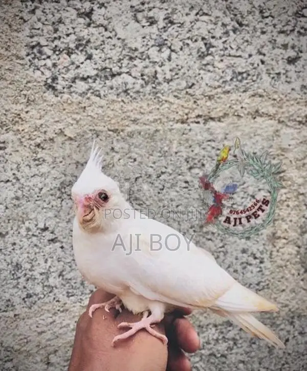 Cocktail Hand Feeding Size Chicks