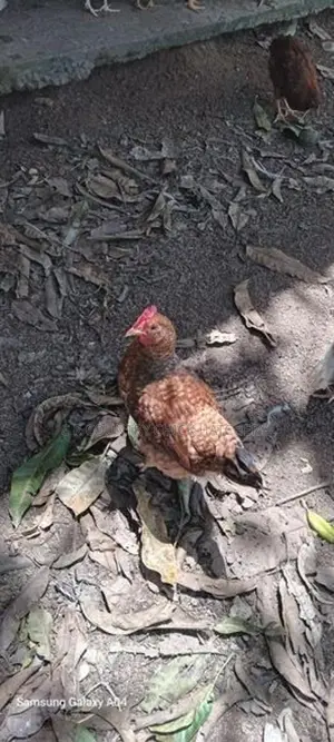 3 மாத கோழி குஞ்சு