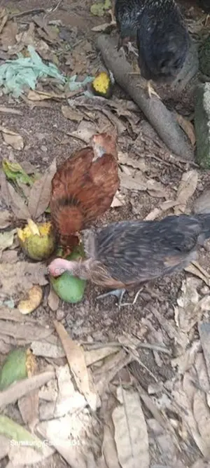 3 மாத கோழி குஞ்சு