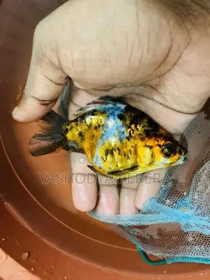 Calico Goldfish