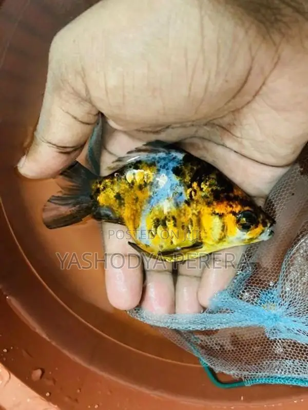 Calico Goldfish