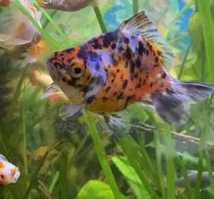 Calico Goldfish