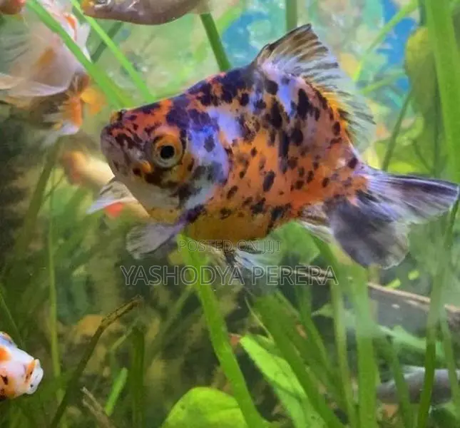 Calico Goldfish