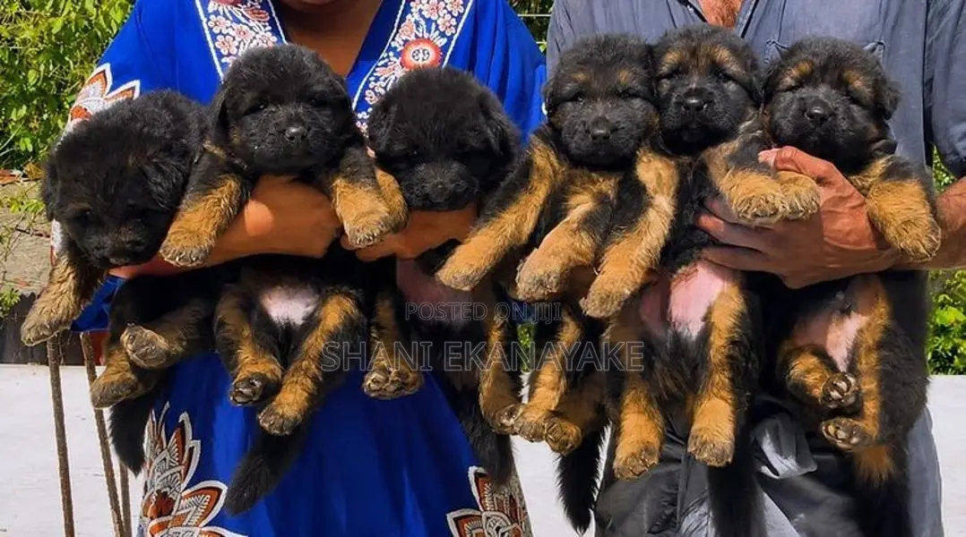 German Shepherd Puppy
