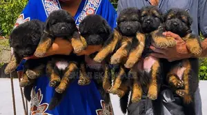 German Shepherd Puppy