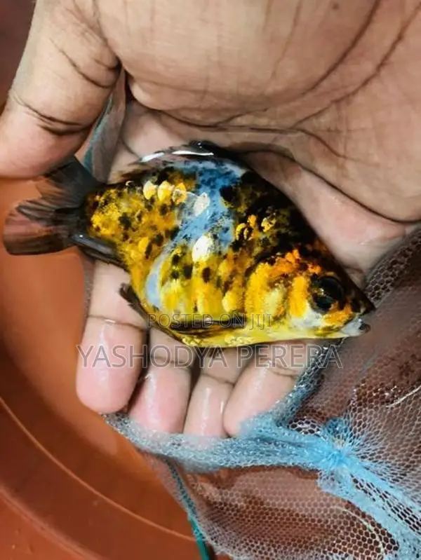 Calico Goldfish