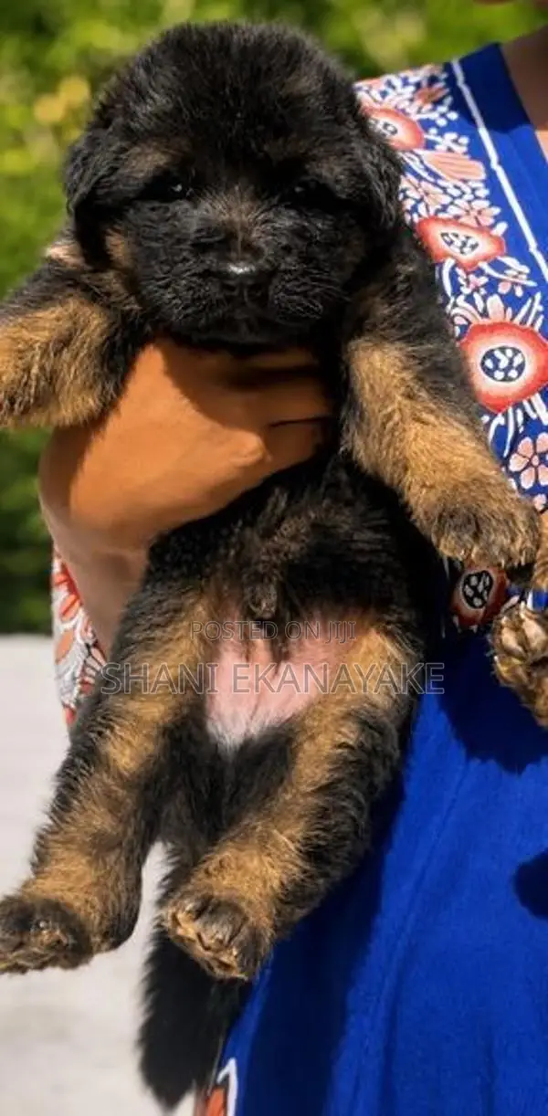 German Shepherd Puppy