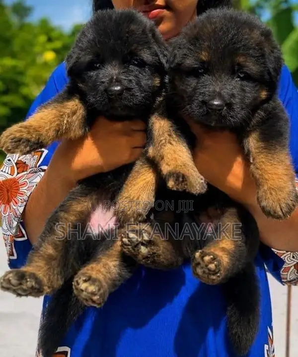 German Shepherd Puppy