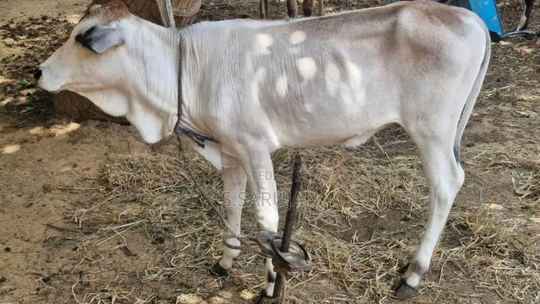 பசுக்கன்று