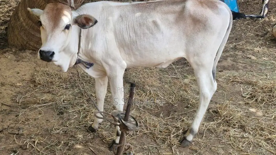 பசுக்கன்று